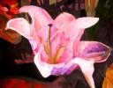 Pink Lily